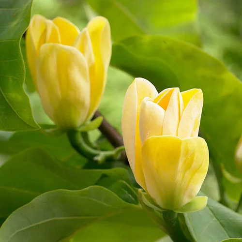 gardeningdirect2992143