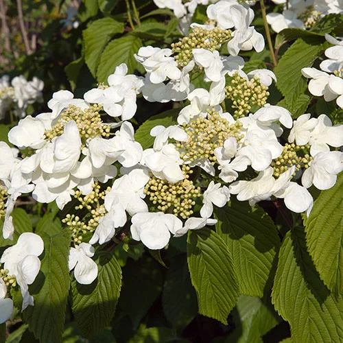gardeningdirect2992181