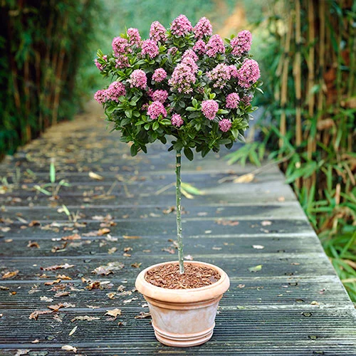 gardeningdirect2992220