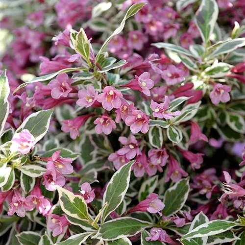gardeningdirect2992242