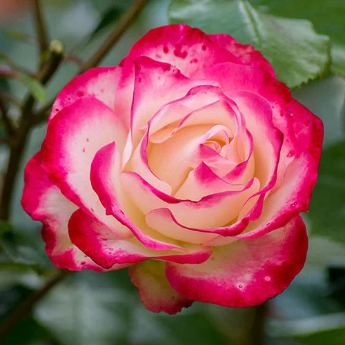 gardeningdirect2992258