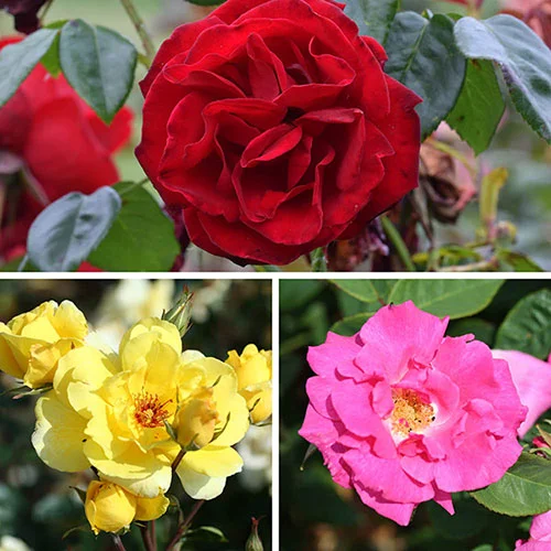 gardeningdirect2992276