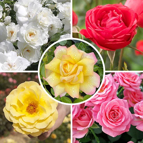 gardeningdirect2992293