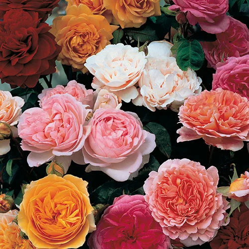 gardeningdirect2992312