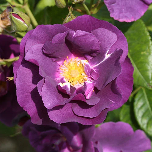 gardeningdirect2992326