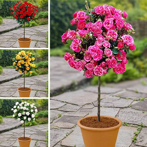 gardeningdirect2992429