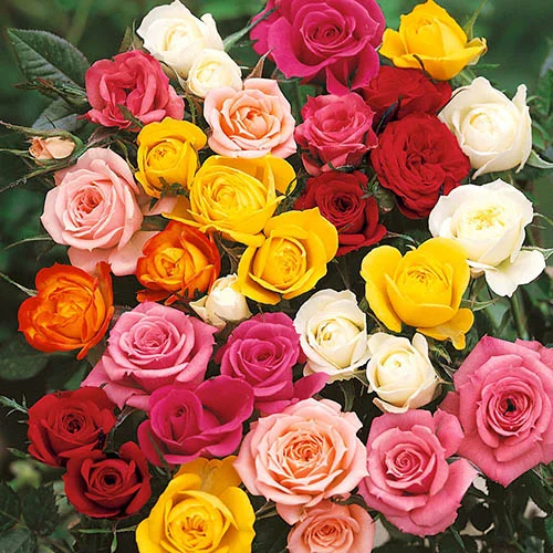 gardeningdirect2992448