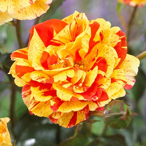 gardeningdirect2992465