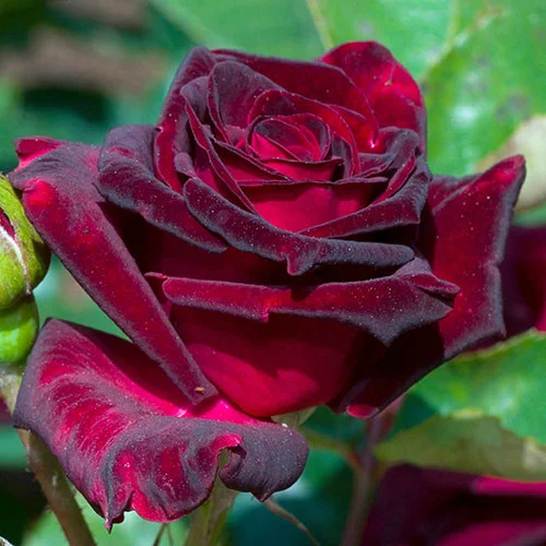 gardeningdirect2992501