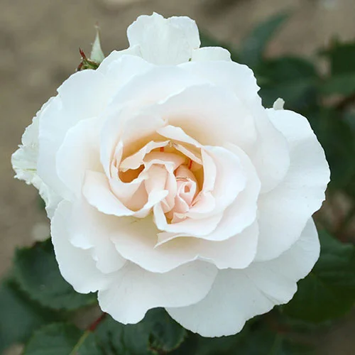 gardeningdirect2992537