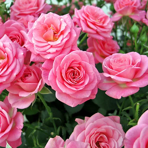 gardeningdirect2992554