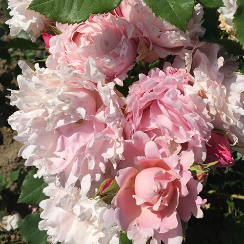 gardeningdirect2992573