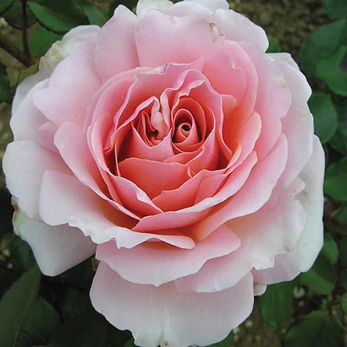 gardeningdirect2992589