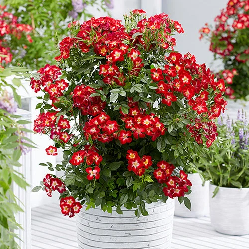 gardeningdirect2992610