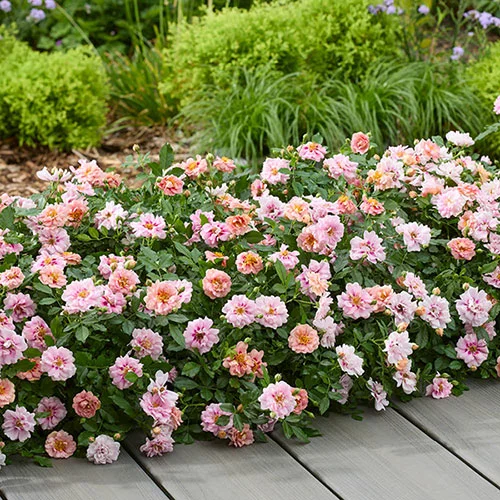 gardeningdirect2992771