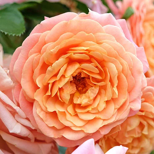 gardeningdirect2992833