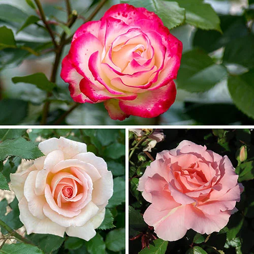 gardeningdirect2992887