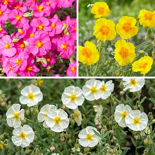 gardeningdirect2993008