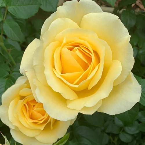 gardeningdirect2993079