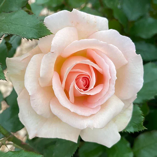 gardeningdirect2993126