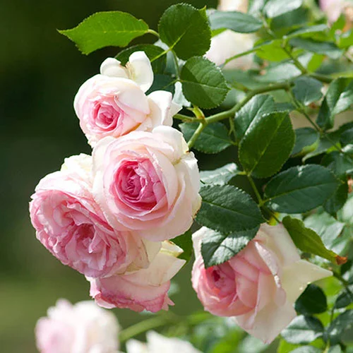 gardeningdirect2993158