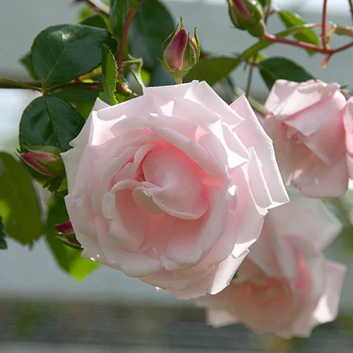 gardeningdirect2993196