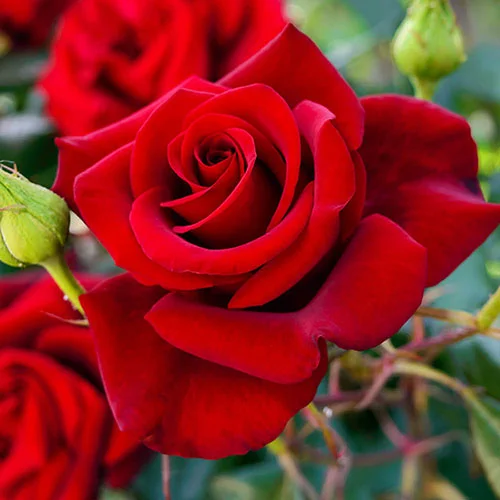 gardeningdirect2993212