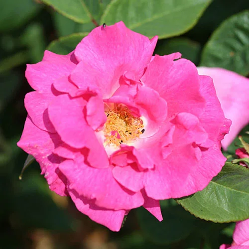 gardeningdirect2993225