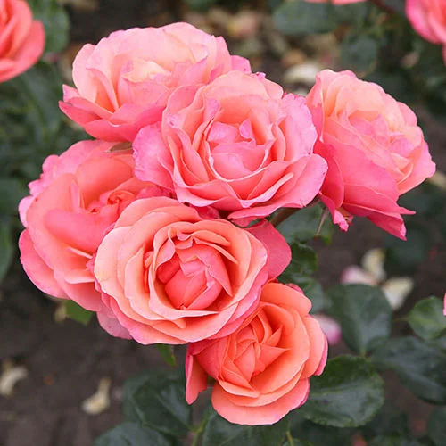 gardeningdirect2993244