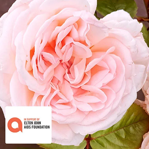 gardeningdirect2993260