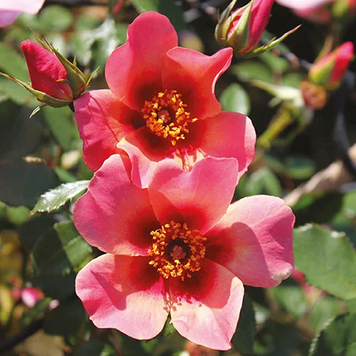 gardeningdirect2993281