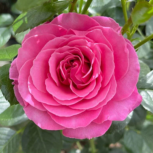 gardeningdirect2993295