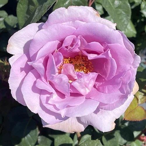 gardeningdirect2993340