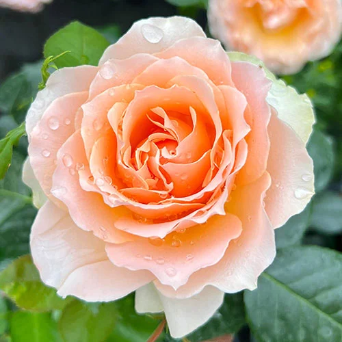 gardeningdirect2993357