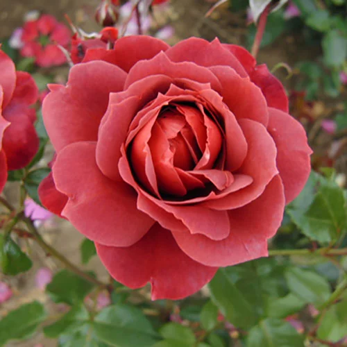 gardeningdirect2993373