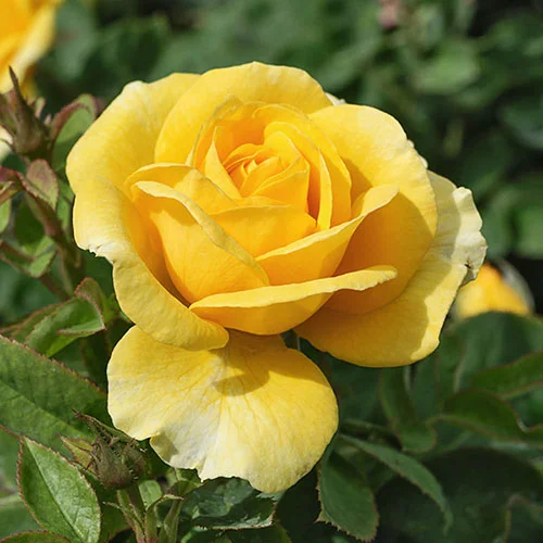 gardeningdirect2993409