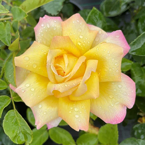 gardeningdirect2993445