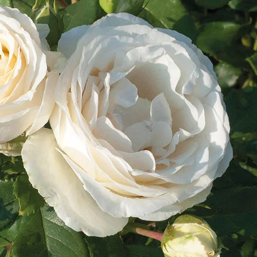 gardeningdirect2993461