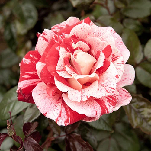 gardeningdirect2993481