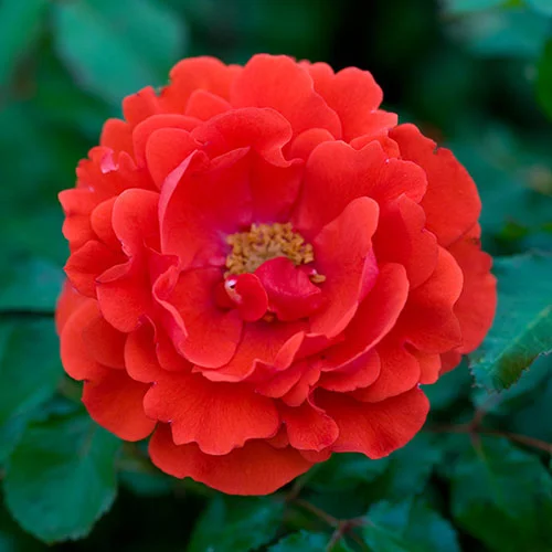 gardeningdirect2993496