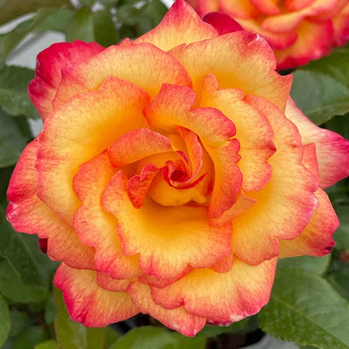 gardeningdirect2993530