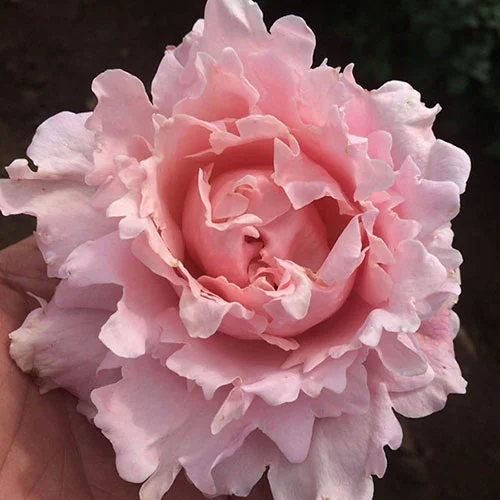 gardeningdirect2993568