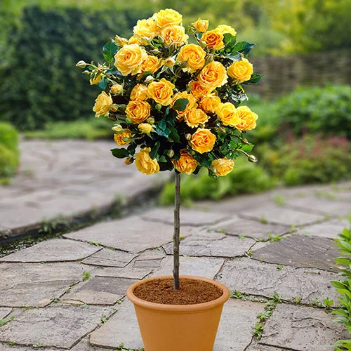 gardeningdirect2993639