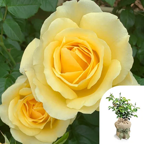 gardeningdirect2993659