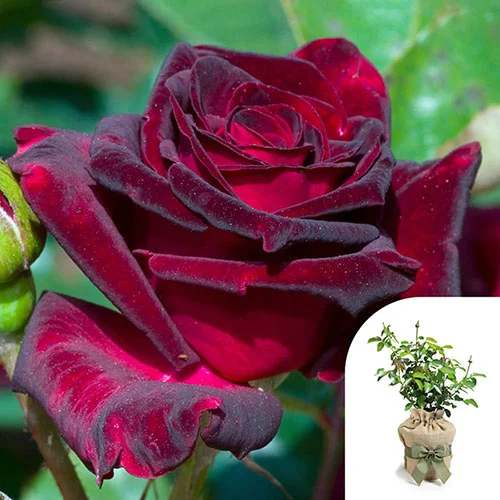 gardeningdirect2993675