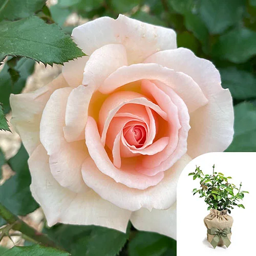 gardeningdirect2993709