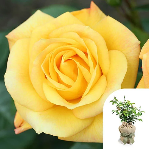 gardeningdirect2993727