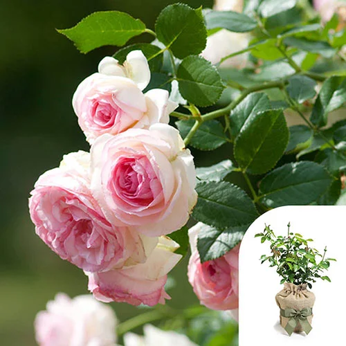 gardeningdirect2993745