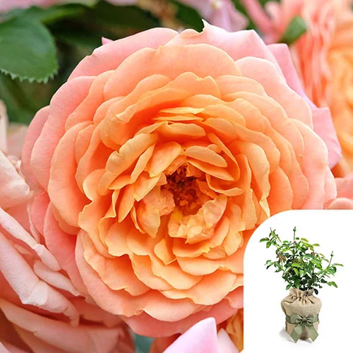 gardeningdirect2993765