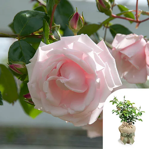 gardeningdirect2993783